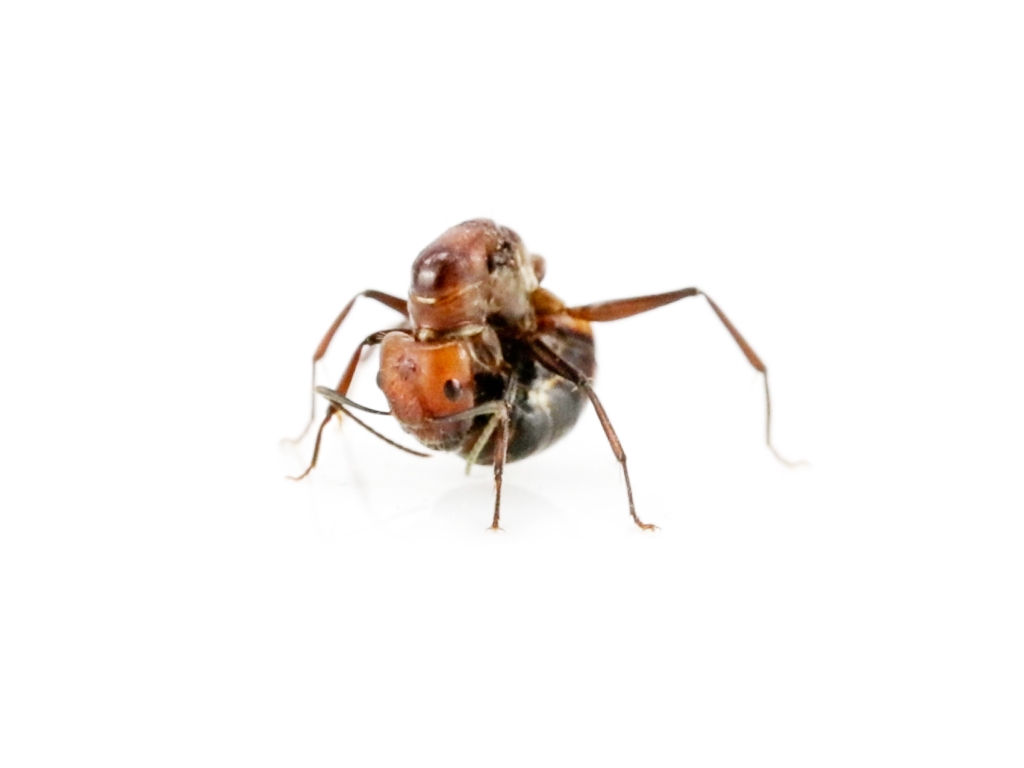 Camponotus nicobarensis